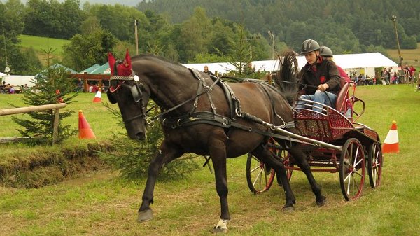 13938619_561710510696836_8263238536428687218_n