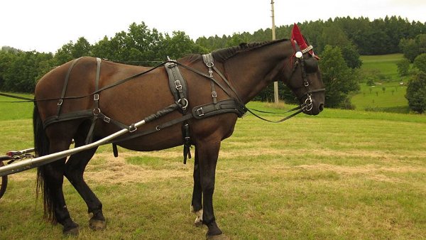 14039942_561710454030175_1192067380649598830_n