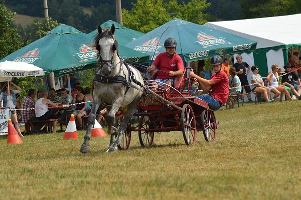 11892177_445914902276398_7361018203255819622_n