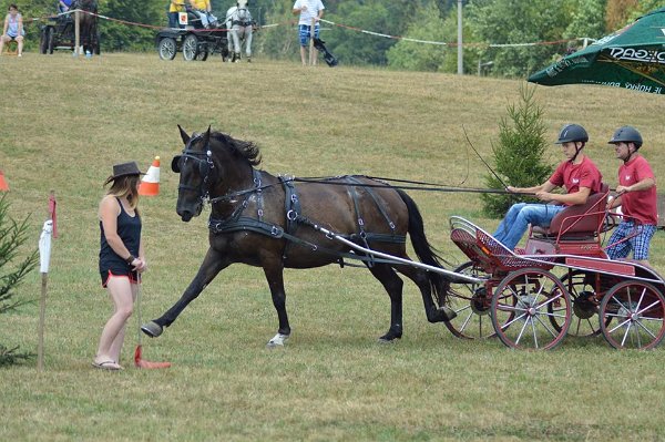 11907132_445914762276412_5359601303546320505_n